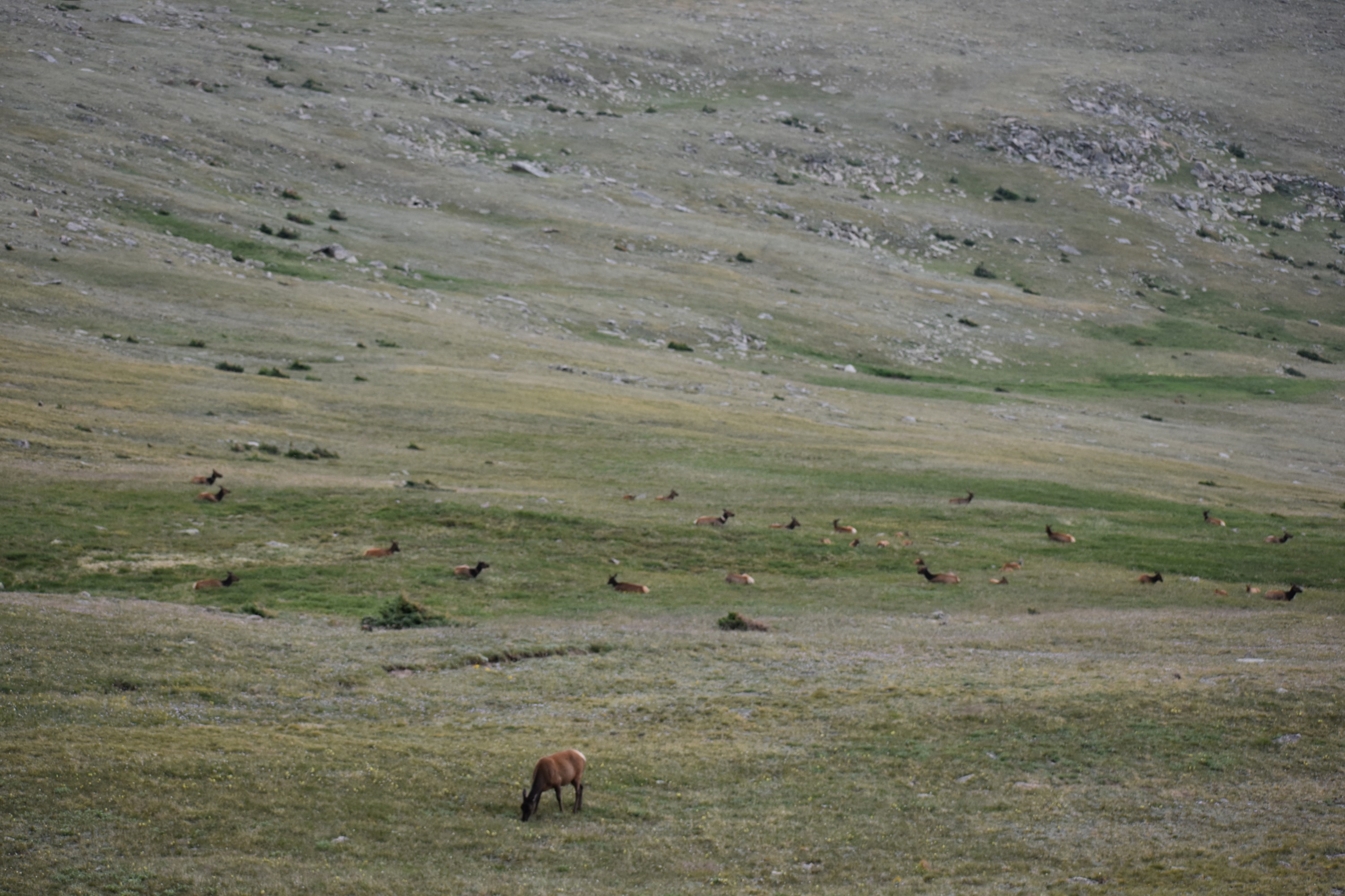 DSC_0225.jpg