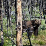 Bear-11
