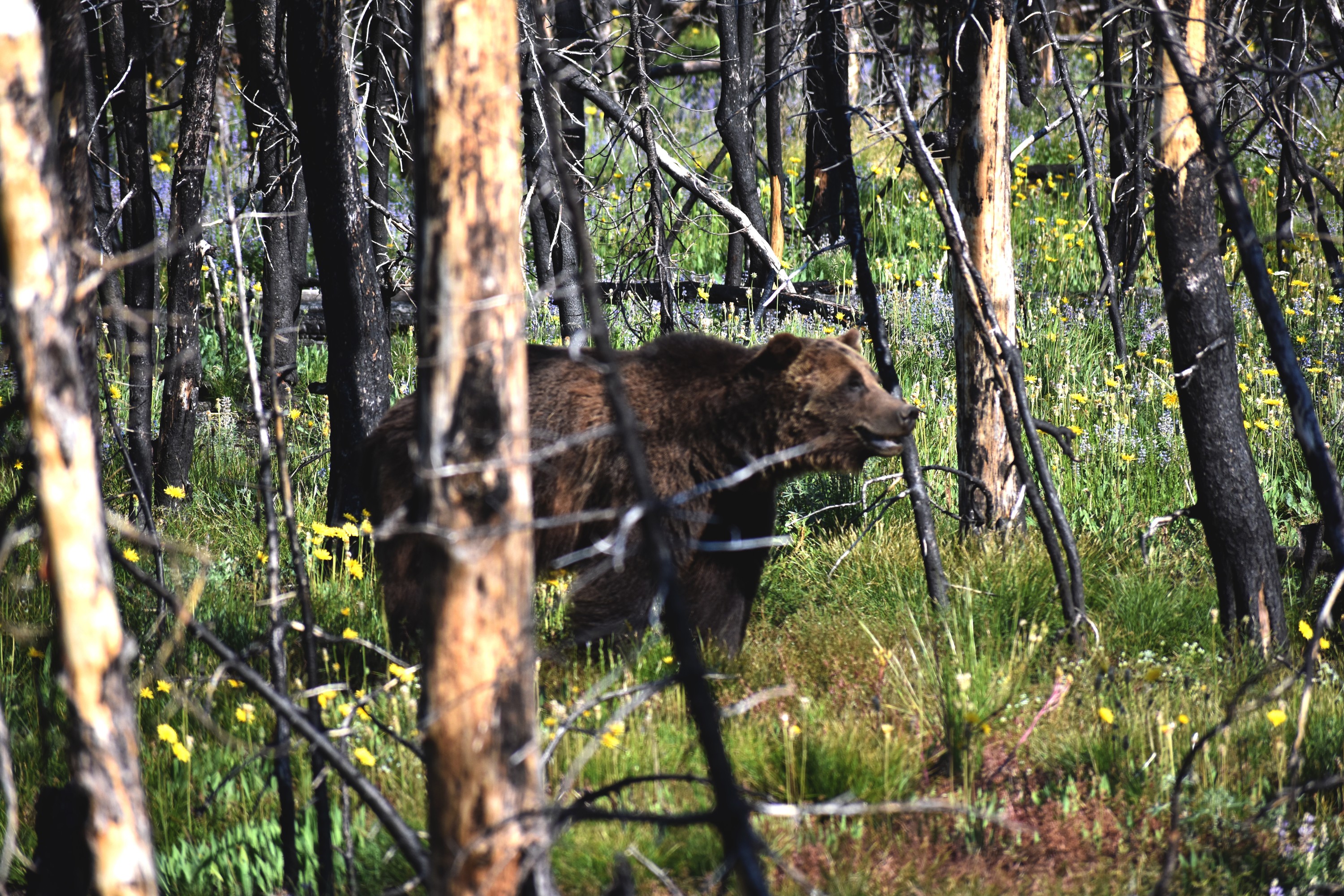 Bear-12.jpg
