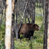 Bear-8