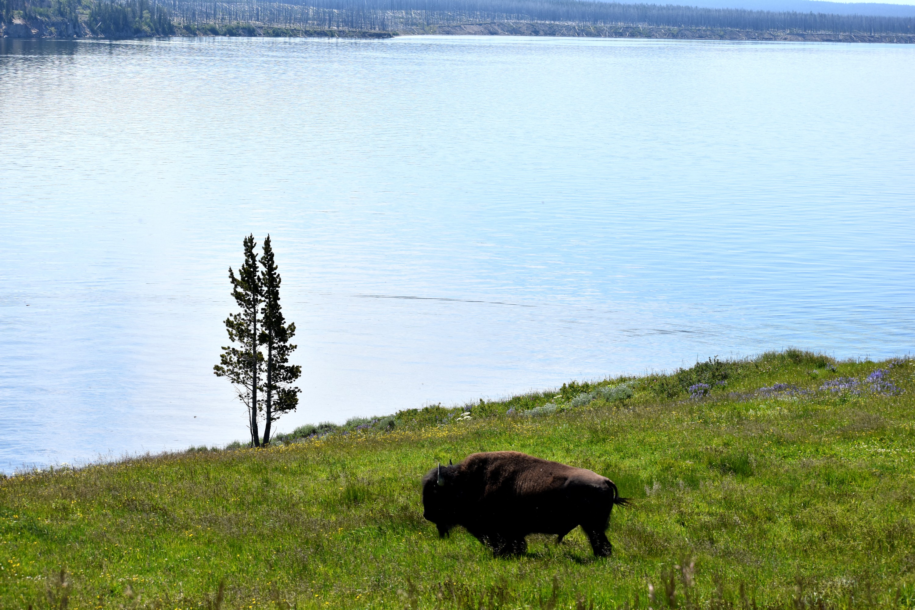 DSC_0087.jpg