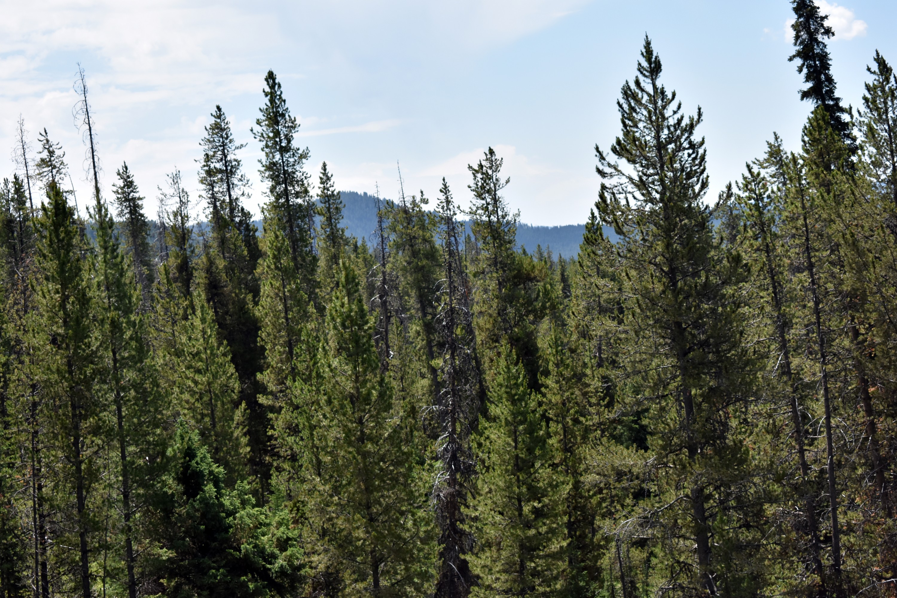 DSC_0604.jpg