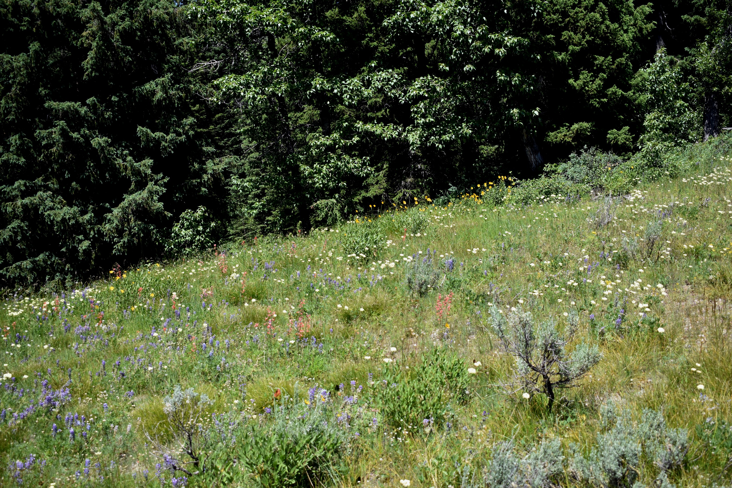 DSC_0666.jpg