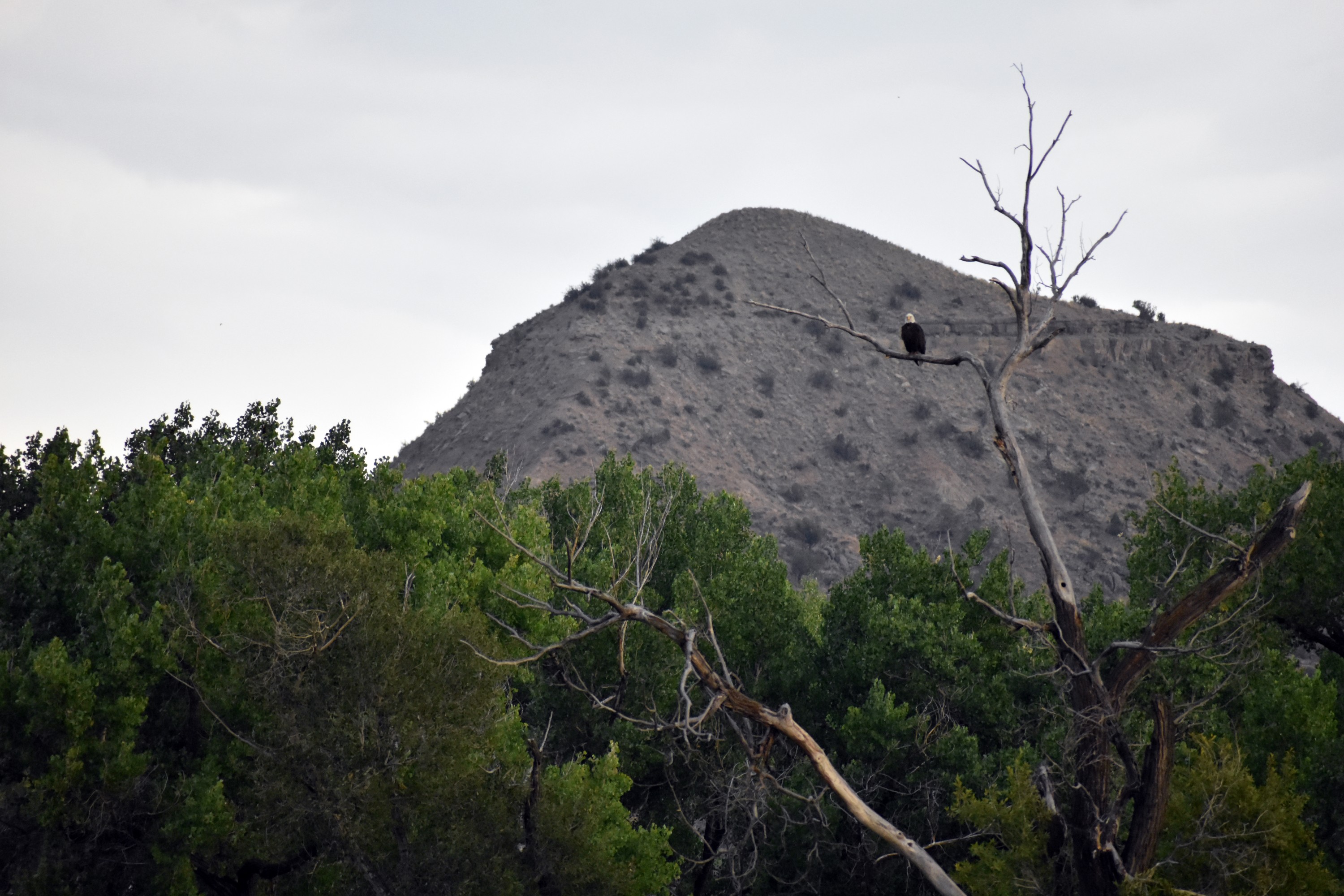Eagle-2.jpg